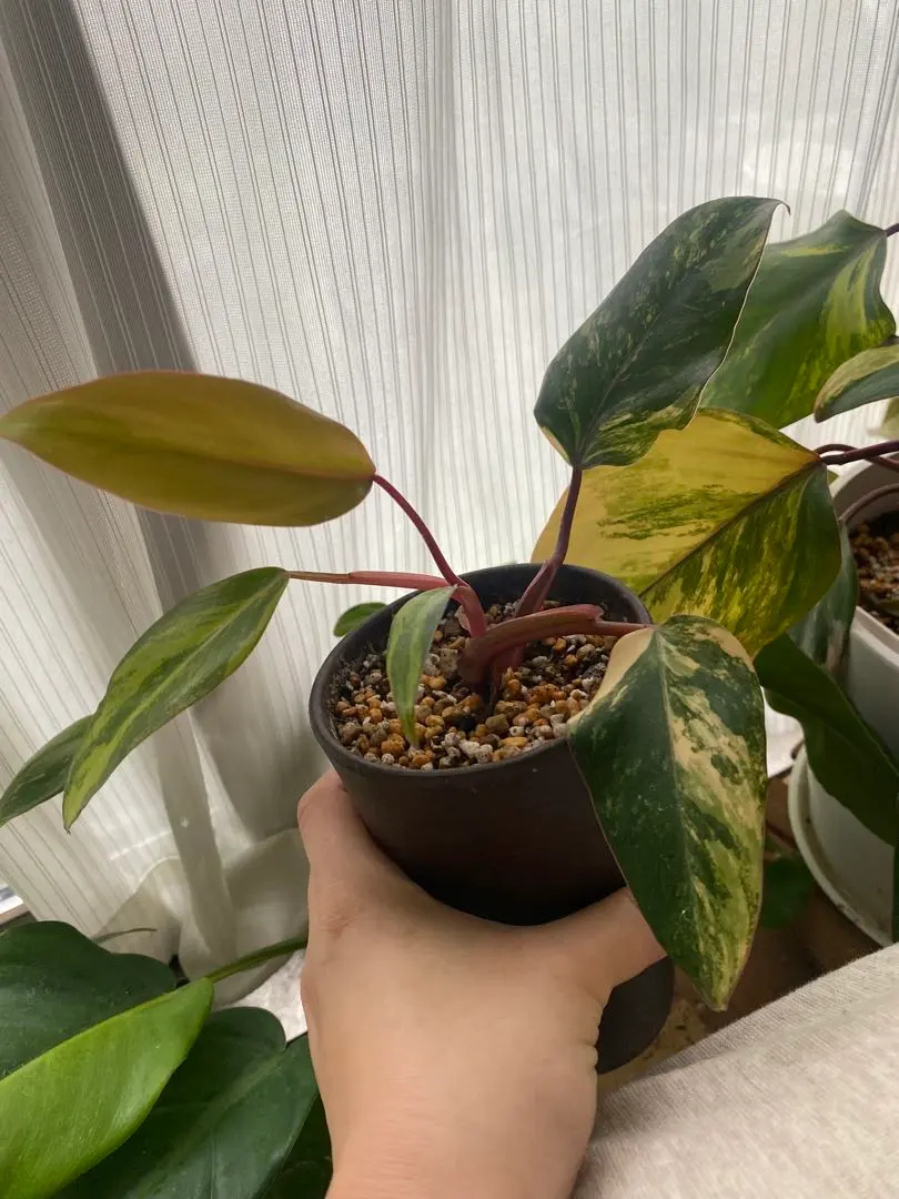 2026年最新】フィロデンドロン ストロベリーシェイクの人気アイテム