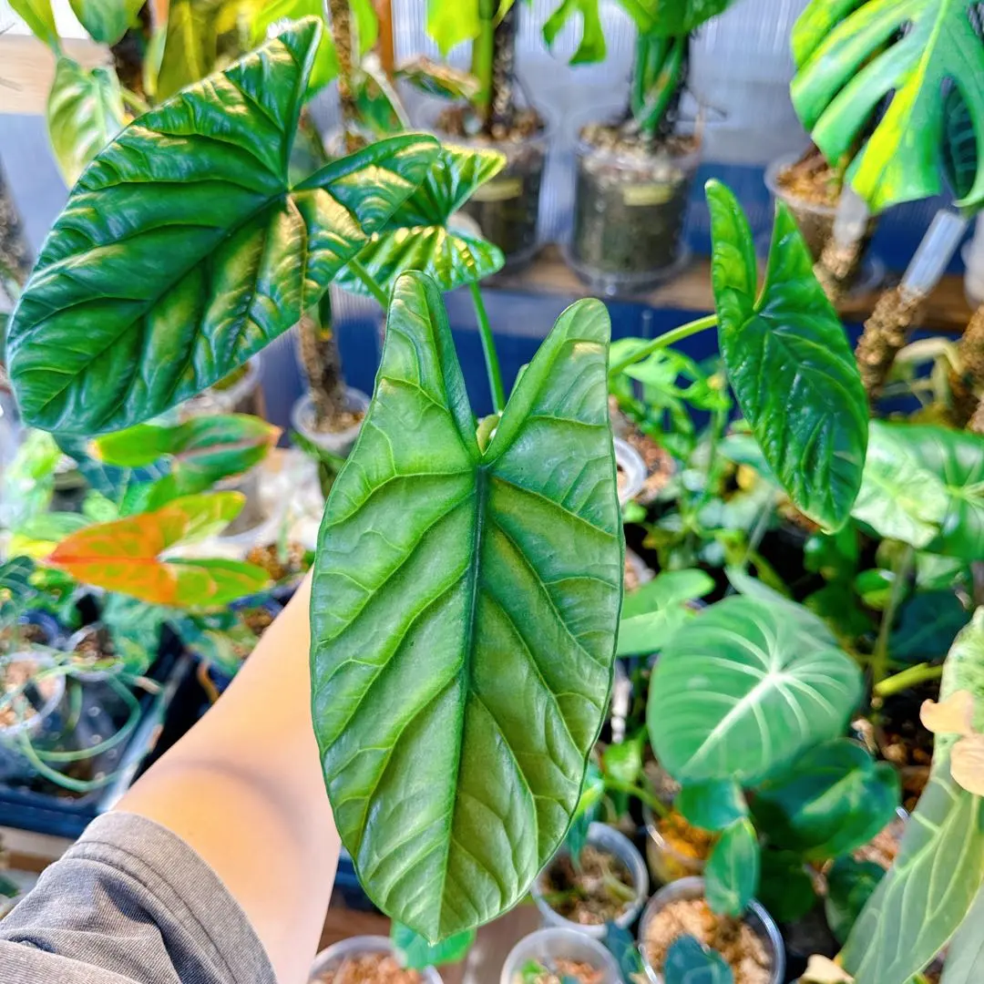 2026年最新】アロカシア シヌアータの人気アイテム - メルカリ