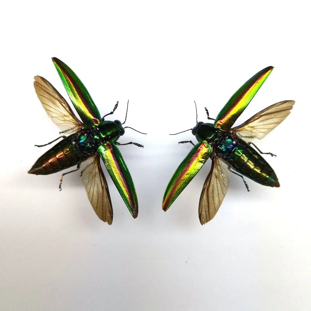 2026年最新】ヤマトタマムシの人気アイテム - メルカリ