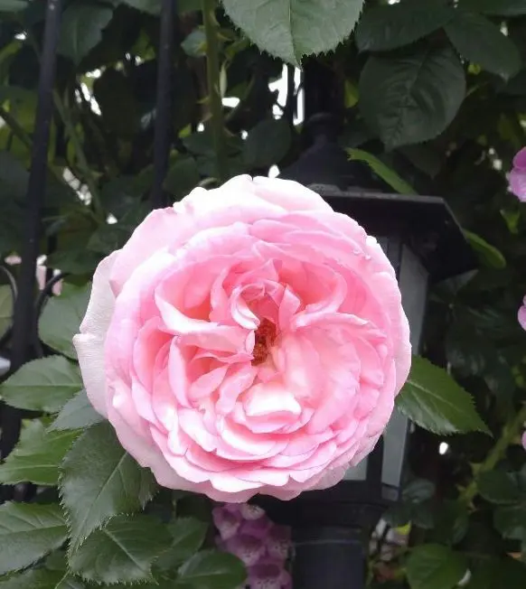 2026年最新】ジェフハミルトン 苗の人気アイテム - メルカリ