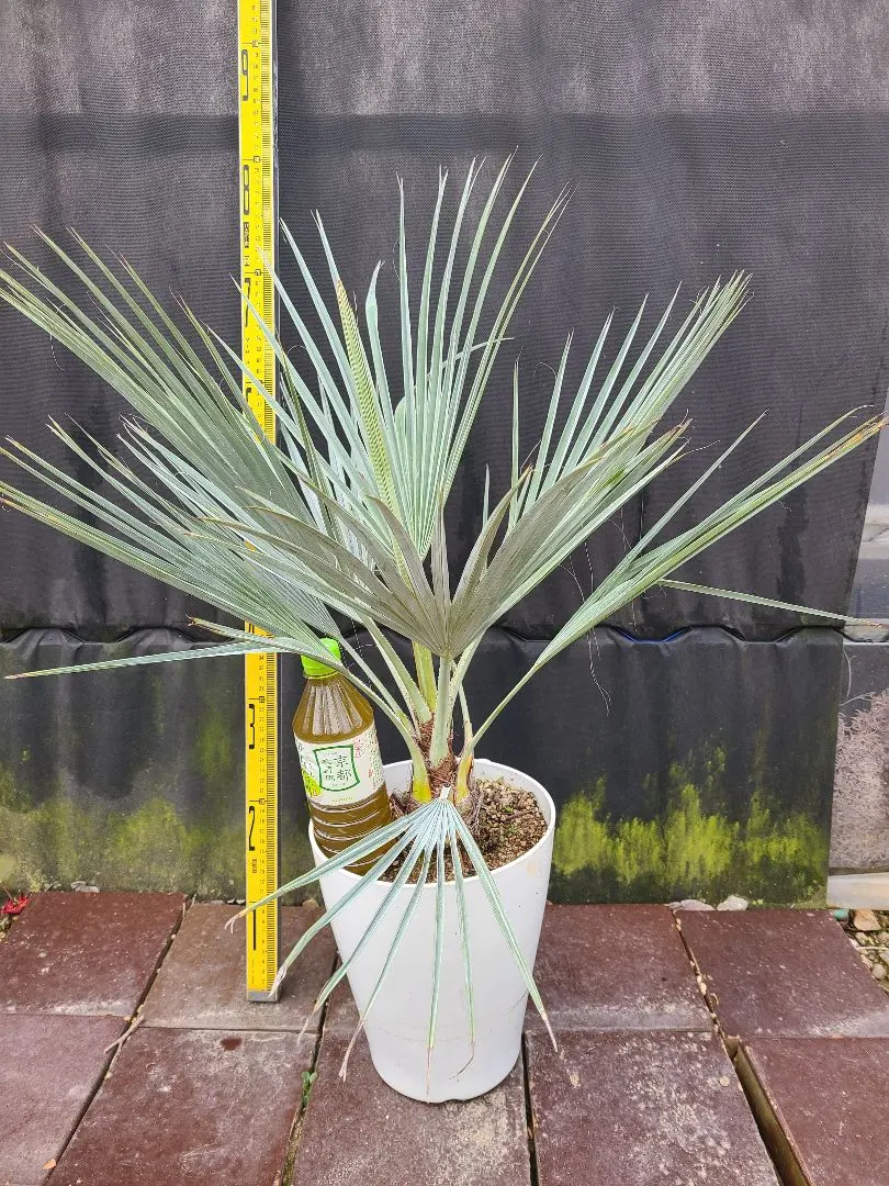 2026年最新】ブラヘアアルマータ種の人気アイテム - メルカリ