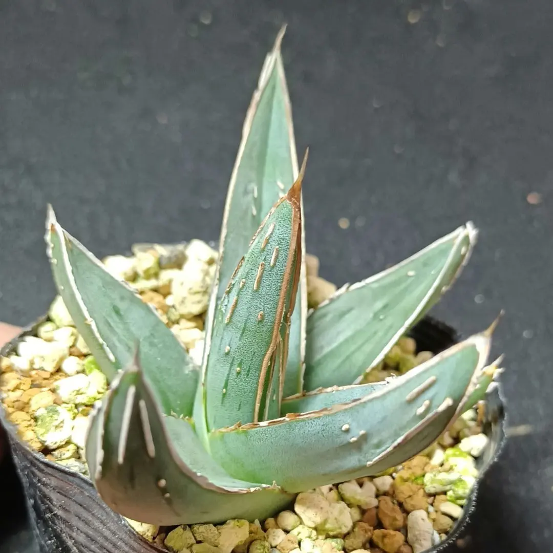 2026年最新】ニッケルシー 笹吹雪の人気アイテム - メルカリ