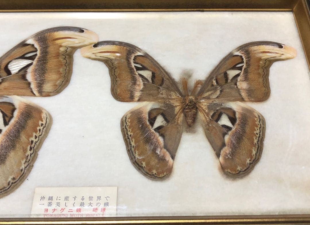 ヨナグニサン 標本 蛾 与那国 昆虫標本 沖縄 日本最大 - メルカリ