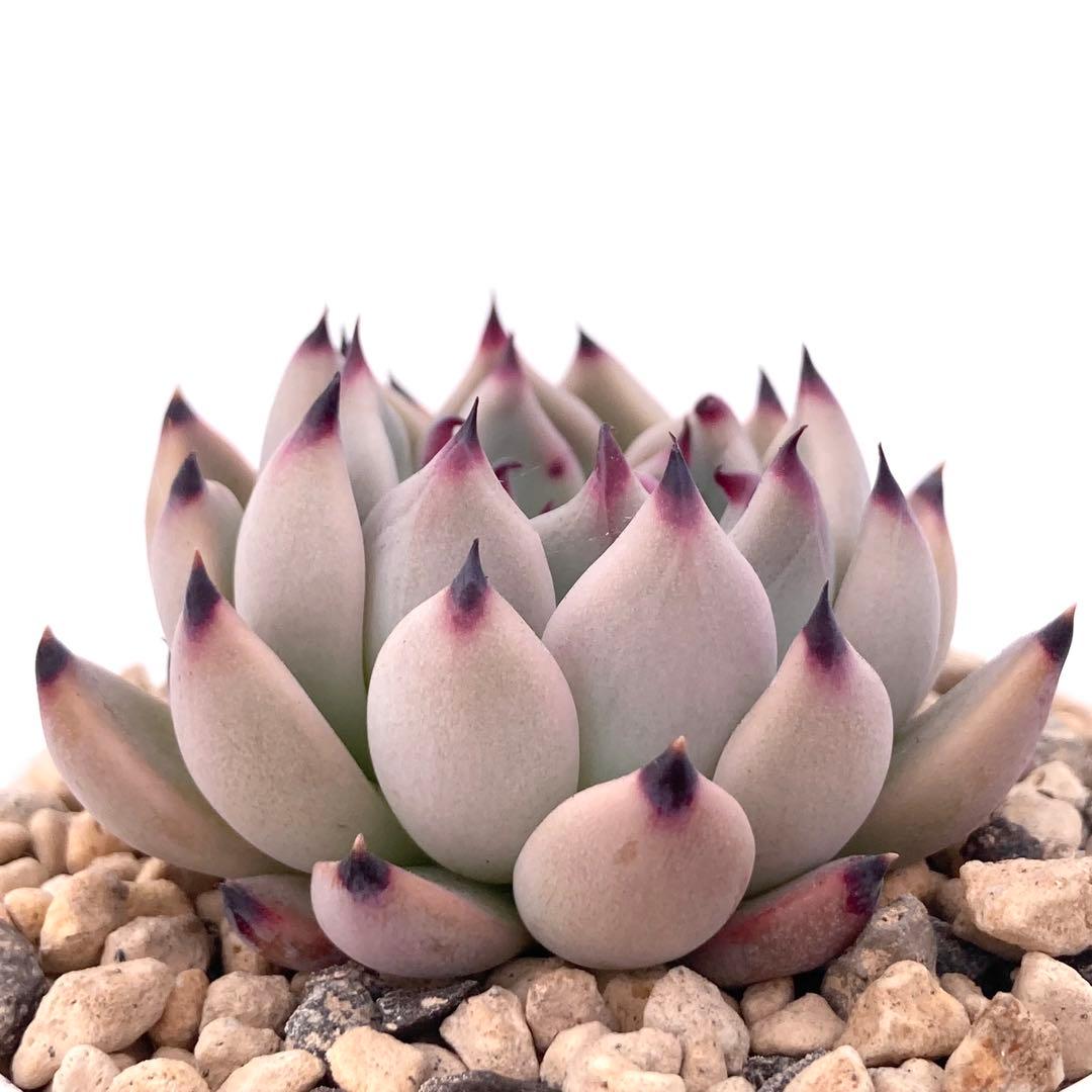 極上苗】青札 ざわわ×リンゼアナ 多肉植物 おらいさん 自家繁殖苗