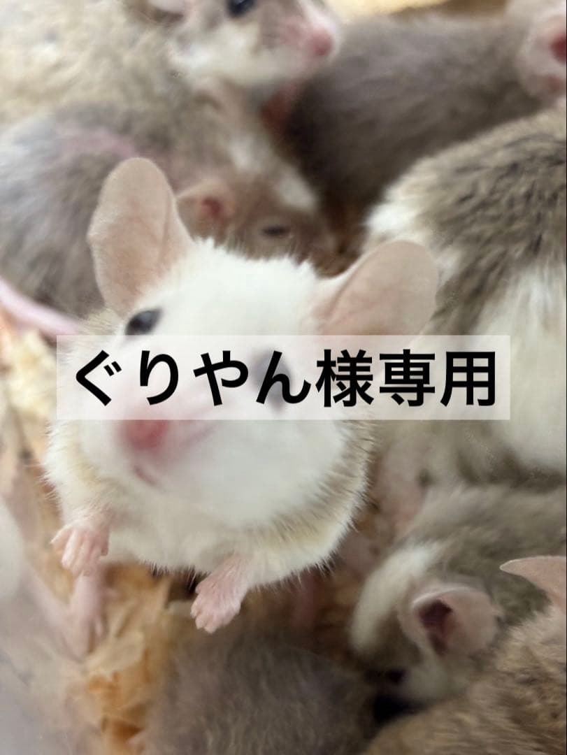 冷凍ヤワゲネズミ 冷凍ヤワゲネズミ