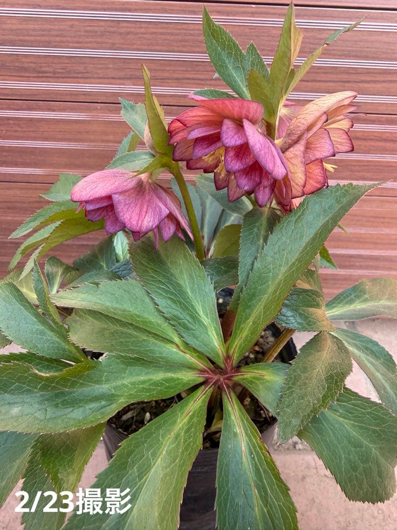 未株分】クリスマスローズ 大木ナーセリー ムルチ系オーレア交配