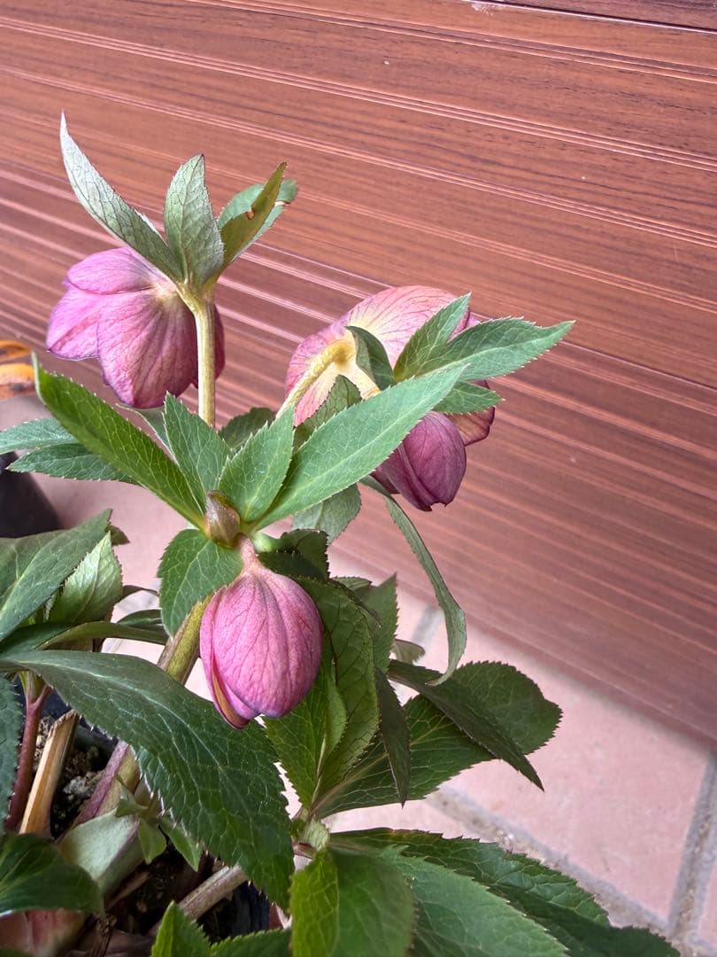 未株分】クリスマスローズ 大木ナーセリー ムルチ系オーレア交配