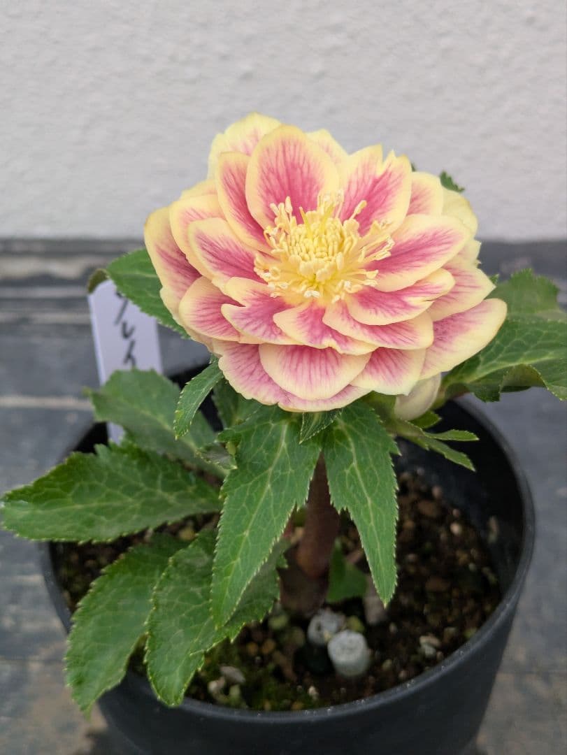 希少◆広瀬園芸 認定タグ付「ソレイユ」イエロータイプ 多弁 極美個体