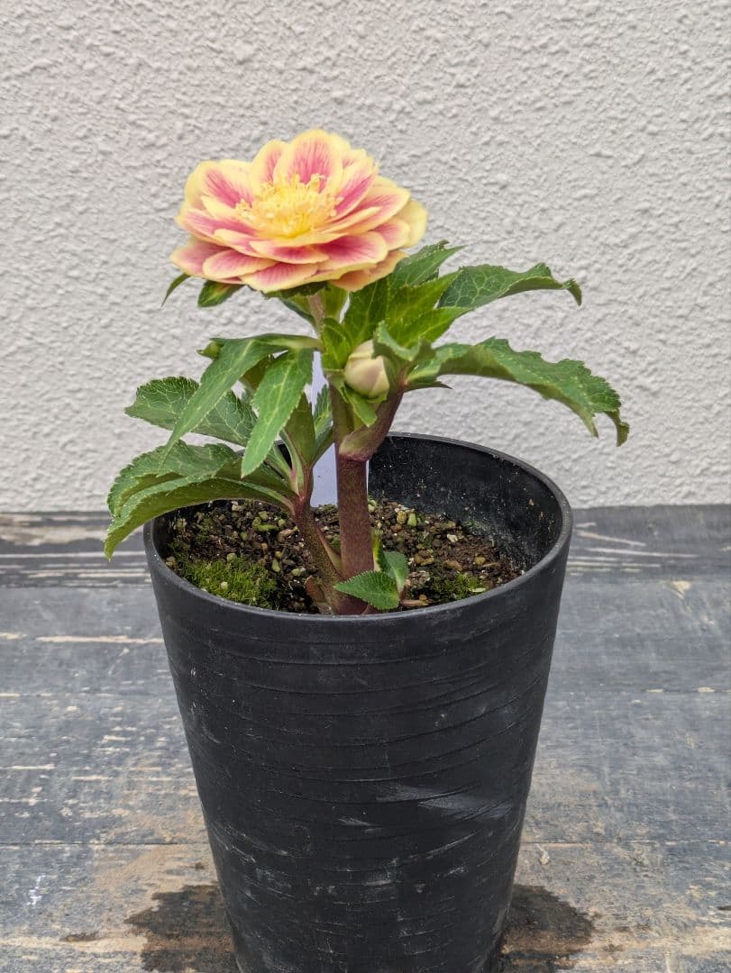 希少◆広瀬園芸 認定タグ付「ソレイユ」イエロータイプ 多弁 極美個体