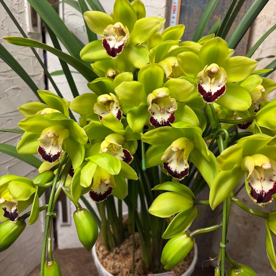 ペ*コ様 【特選】 洋蘭 シンビジューム 7寸4本立ち 陶器鉢 - メルカリ