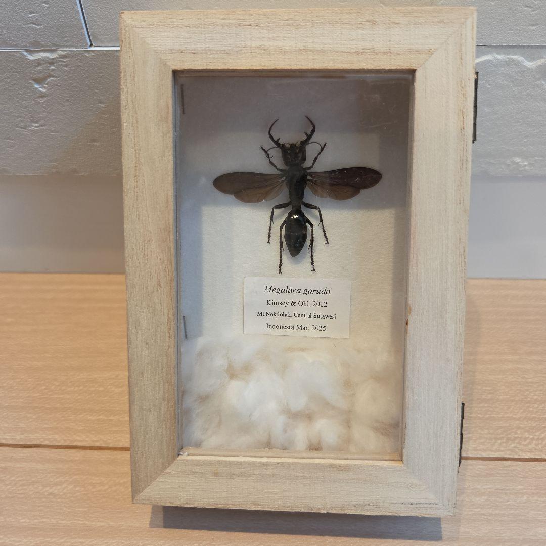 メガララガルーダMegalara garuda 標本 インドネシア産 - メルカリ