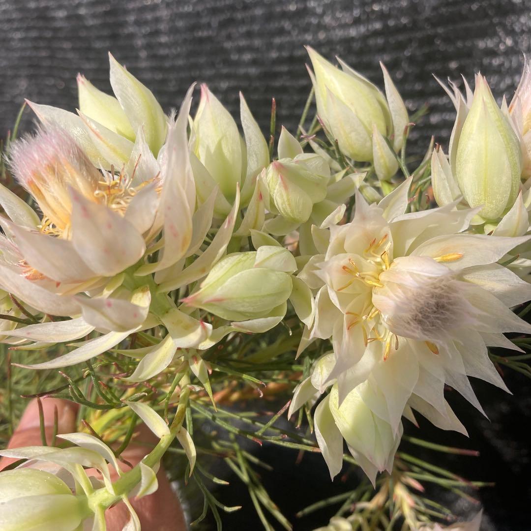 ①*:ஐ白花*:ஐジョーイセルリア・苗木【ブラッシングブライド