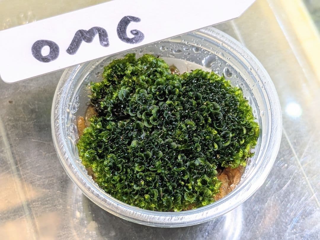 ビカクシダ willinckii OMG 前葉体 - メルカリ