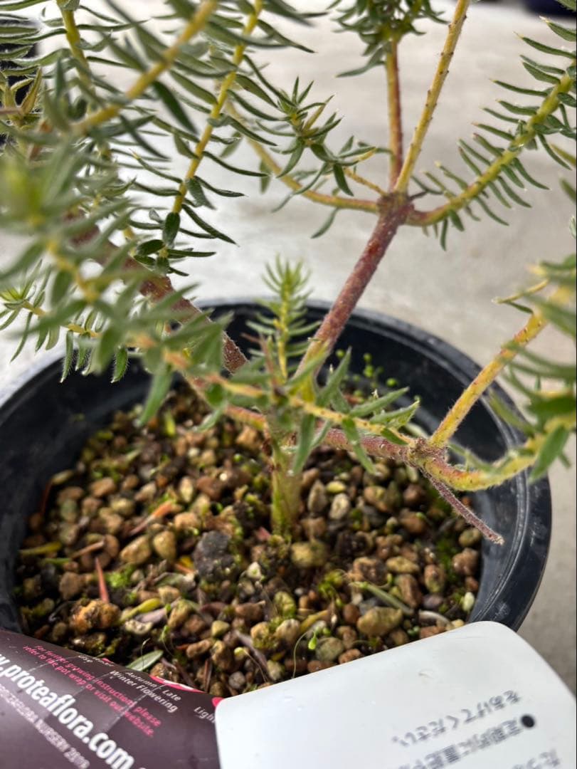 フィリカ ハイドラ 希少 3