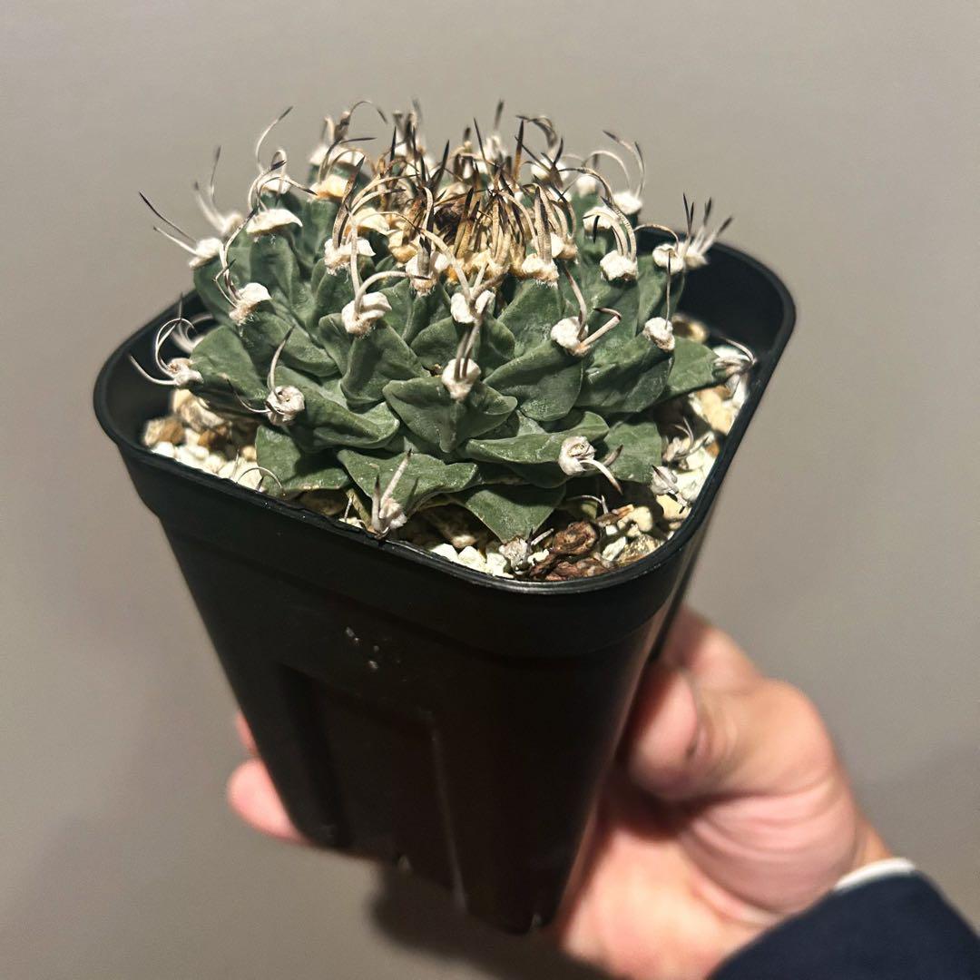 m*i様 アロンソイ　大疣　実生