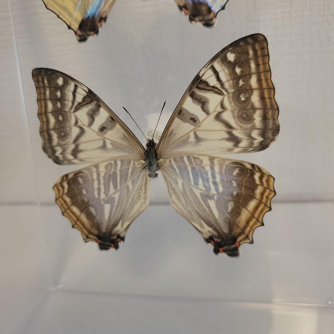 蝶の標本 宝石の舞う世界（珍珍） - メルカリ
