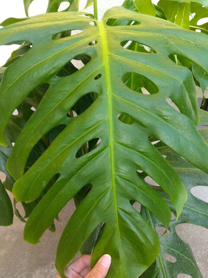 モンステラ デリシオーサ 6号鉢つき 深穴開き❗大型葉❗ ①