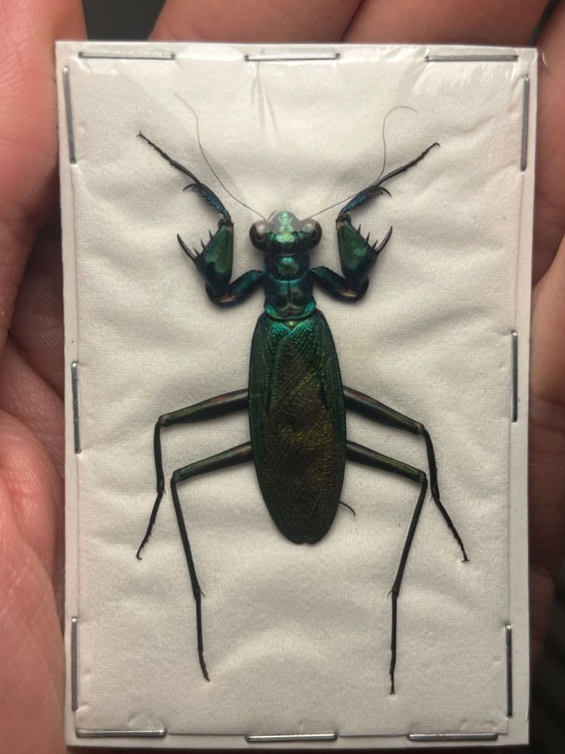 【完品標本】ケンランカマキリ スパイダーマンティスレッドローチショウジョウバエ 標本】ケンランカマキリ スパイダーマンティスレッドローチ