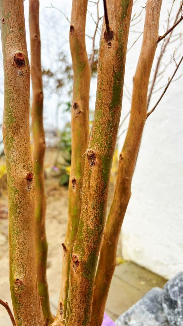 絶品黄金幹。ヒメシャラ切り戻し本株立ち2.8M(鉢底から)品番A