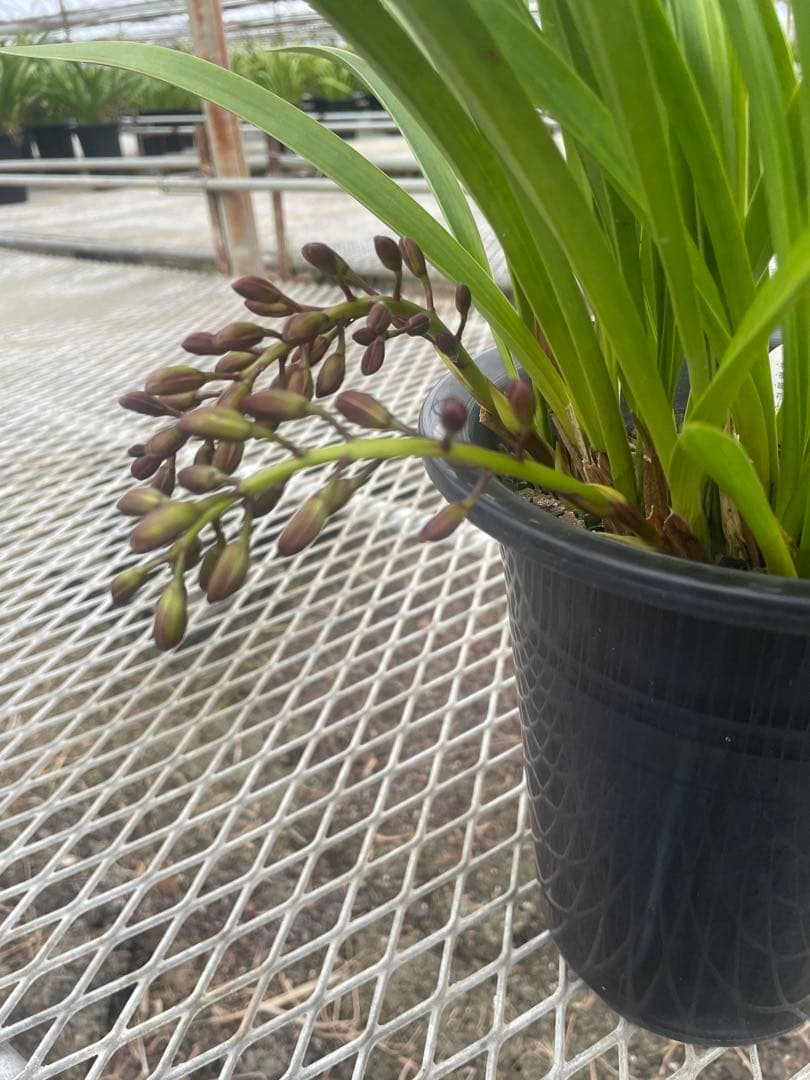 R8年キンリョウヘン花芽6本#8 - メルカリ