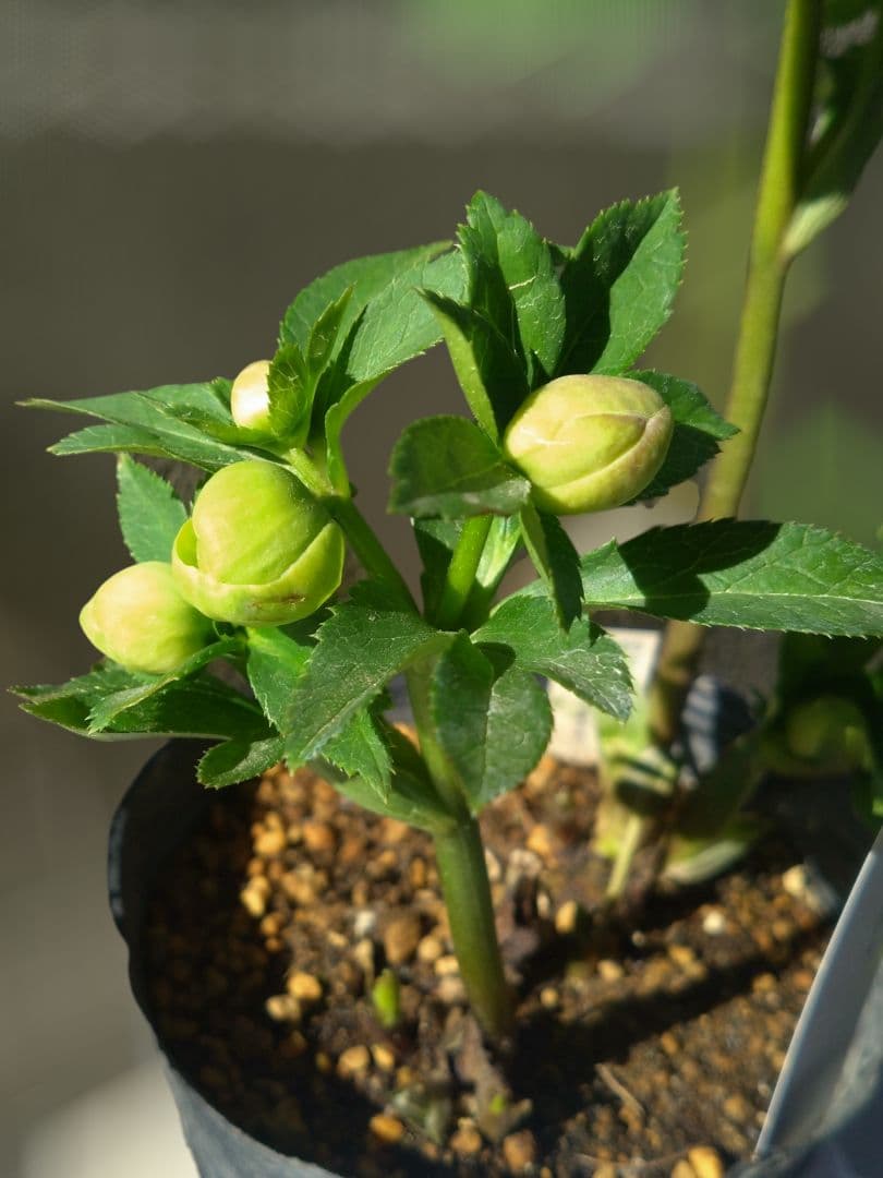 クリスマスローズ 毬姫 Sdピコ - 花安価