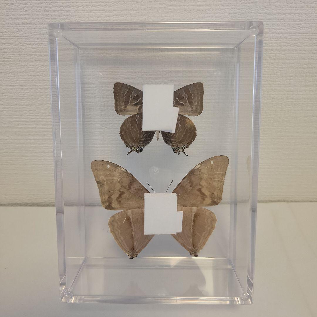 蝶の標本 ジャングルを舞う宝石（青AA） - メルカリ