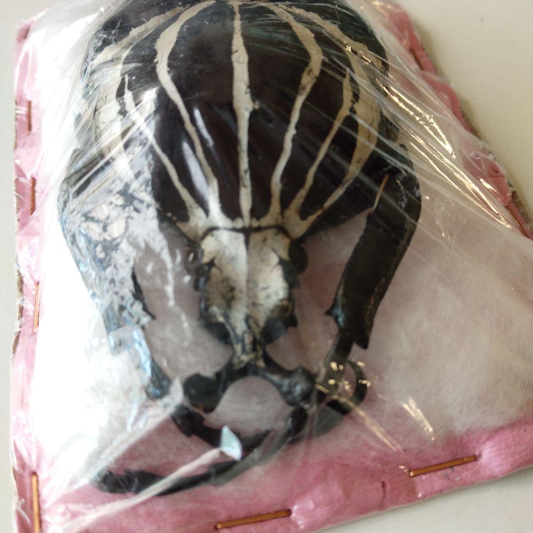 ゴライアスオオツノハナムグリ 昆虫標本 剥製 - メルカリ