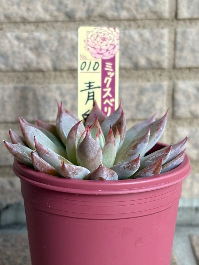 おらいさん苗 ミックスベリア 青鬼 札付き - メルカリ