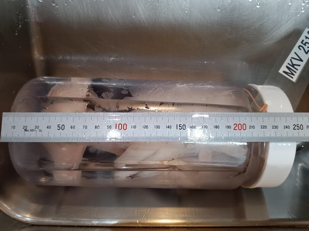 【学術標本】種名ニホンジカ　胎児エタノール浸漬標本（♀）　頭胴長約２４５ｍｍ