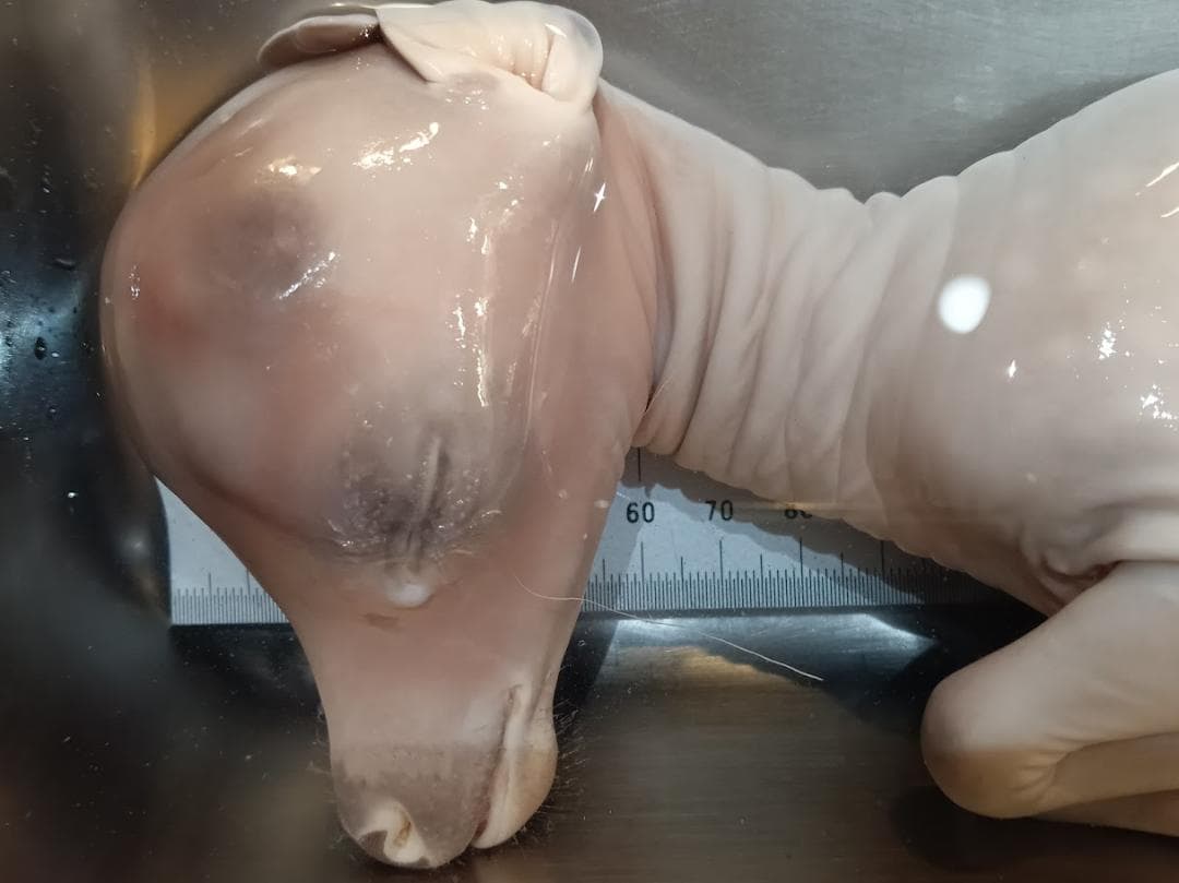 【学術標本】種名ニホンジカ　胎児エタノール浸漬標本（♀）　頭胴長約２４５ｍｍ