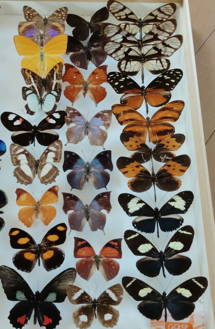 蝶標本　お得 南米の蝶大量　データ全てなし 蝶標本お得 南米の蝶大量データ全てなし