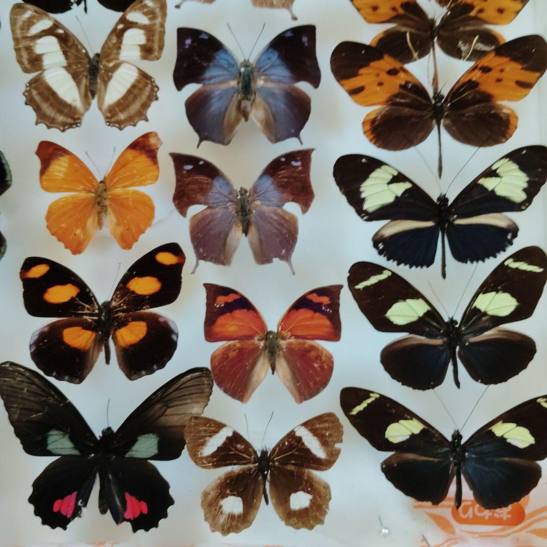 蝶標本お得 南米の蝶大量データ全てなし