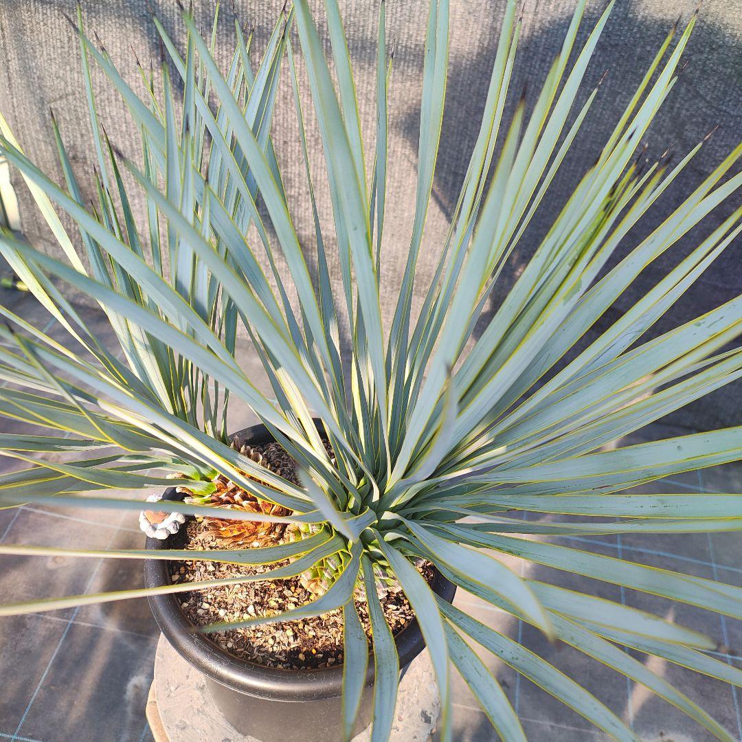 ロストラータ Hyb だぶるへっど