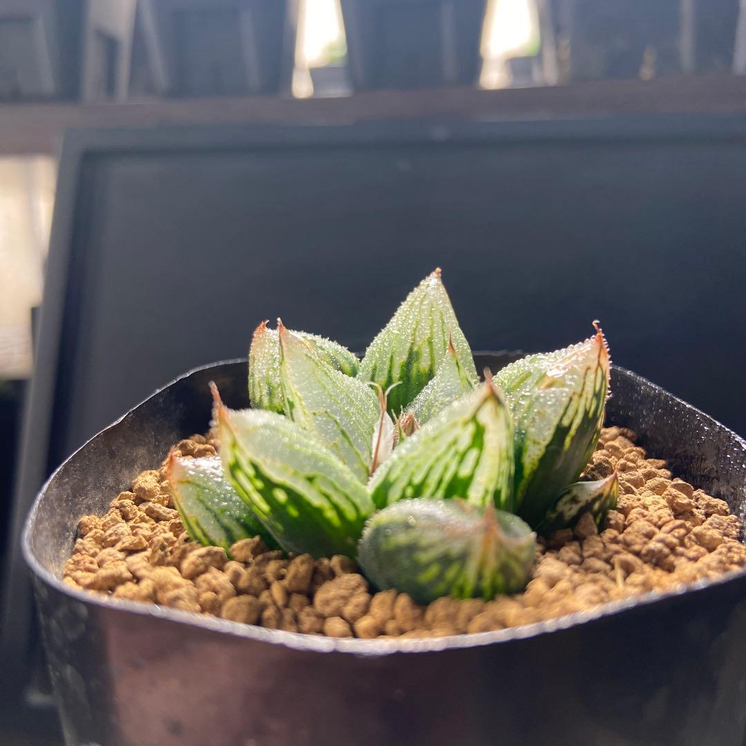 ⚠️高額注意⚠️ ハオルチア ナイルの一滴 - メルカリ