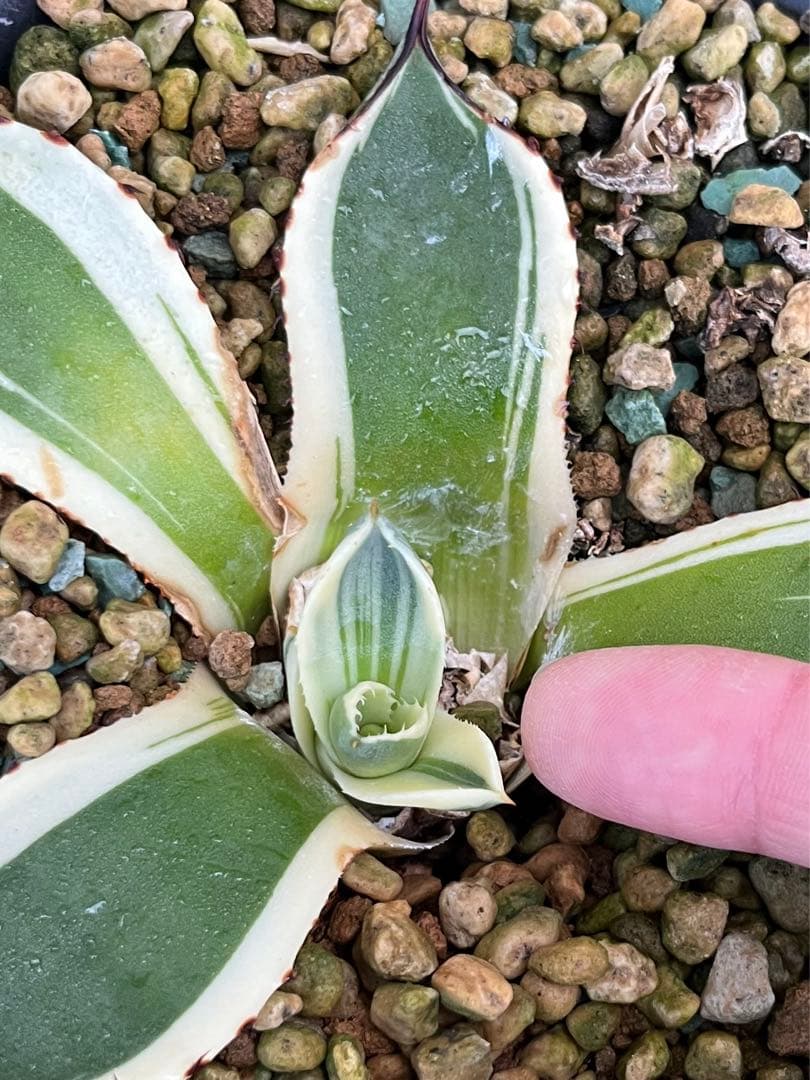 特別価格❗️】 アガベ パリー トランカータ オリザバ 本物 - メルカリ