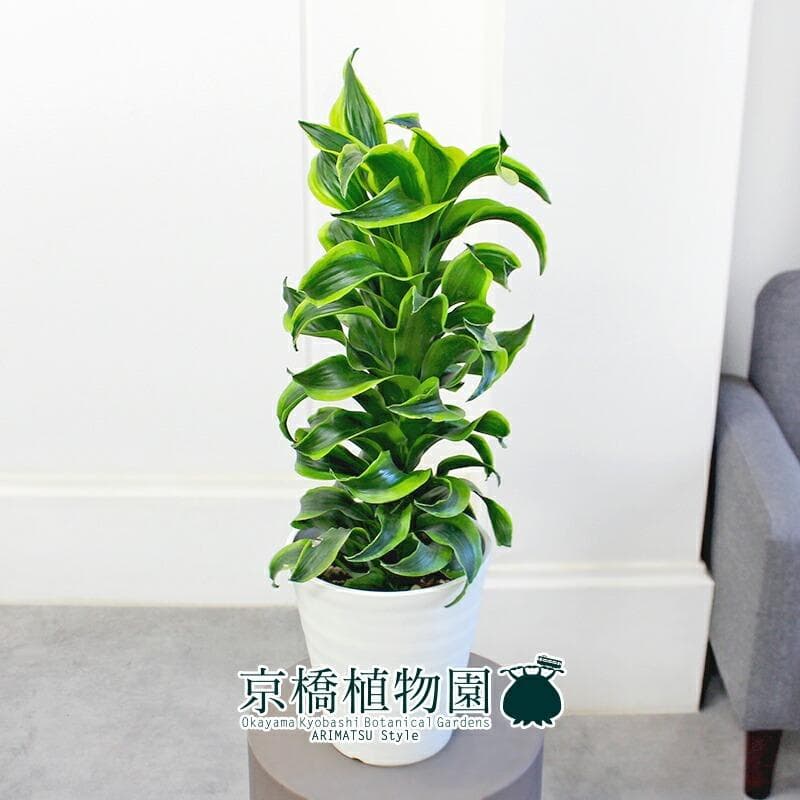 kaikai88様専用】ドラセナ・トルネード 斑入り6号 セラアート鉢 （3