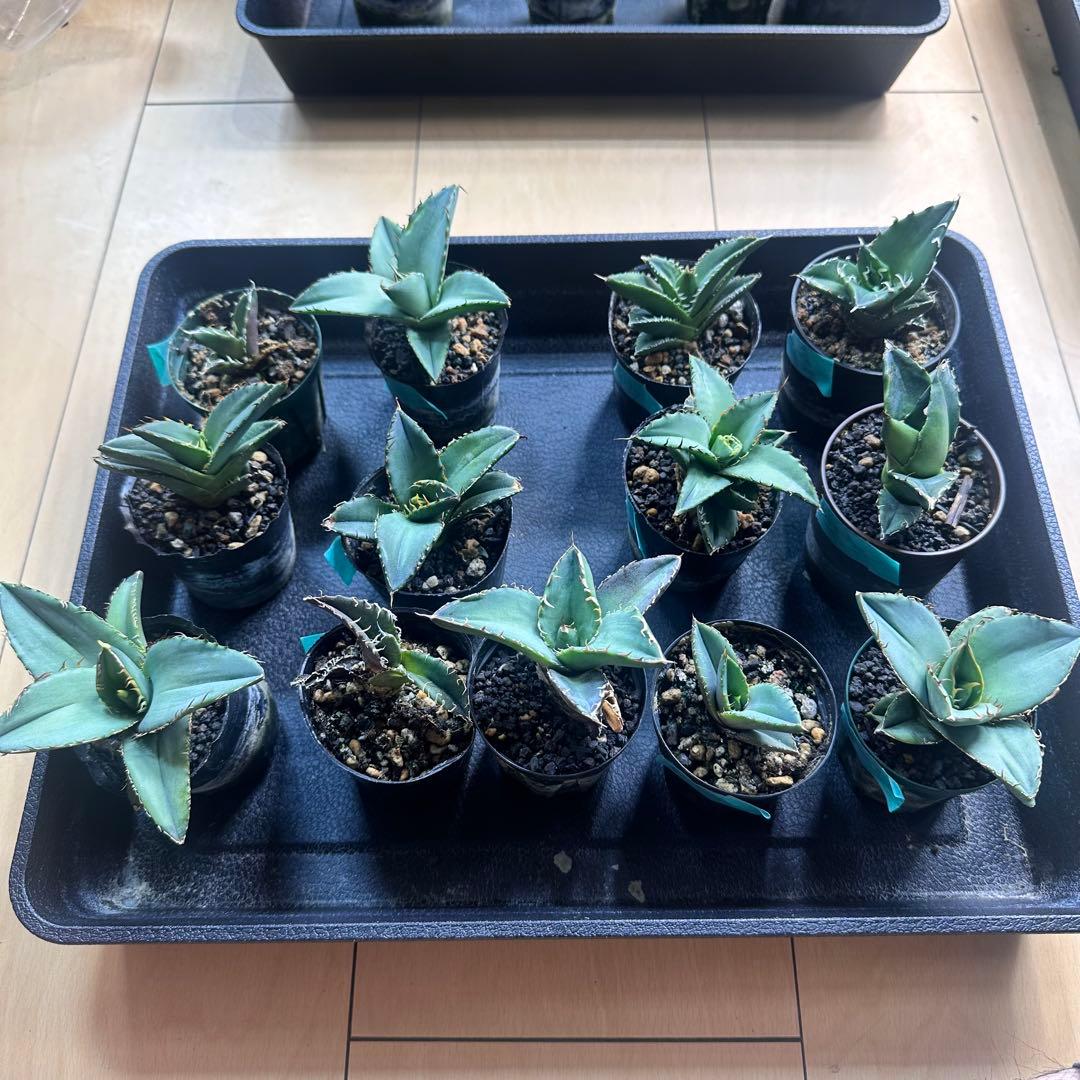 送料込み！ アガベ オテロイ実生 13株セット - メルカリ