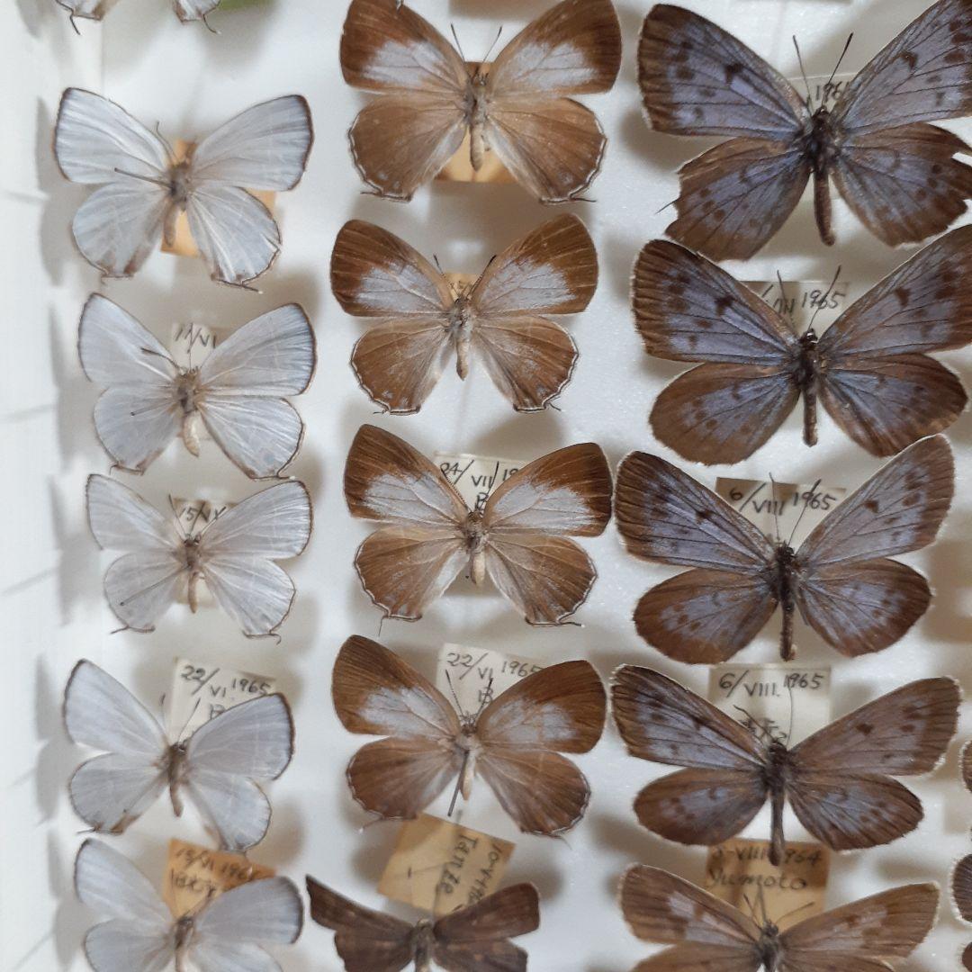 蝶標本 シジミチョウ22種180頭 大型ドイツ標本箱入りドイツ箱
