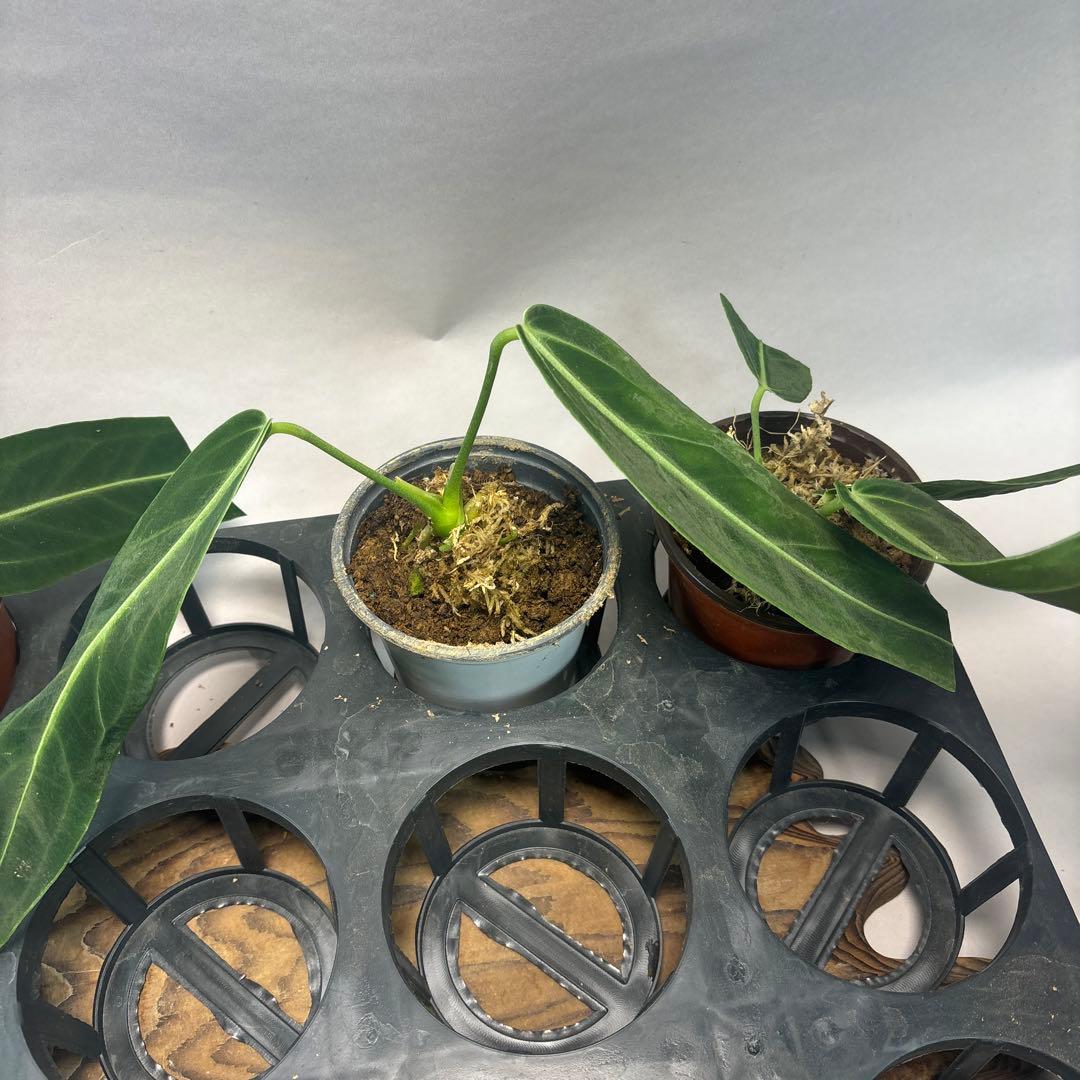 ま*あ様 5株セットms89アンスリウム・ワロクアナム