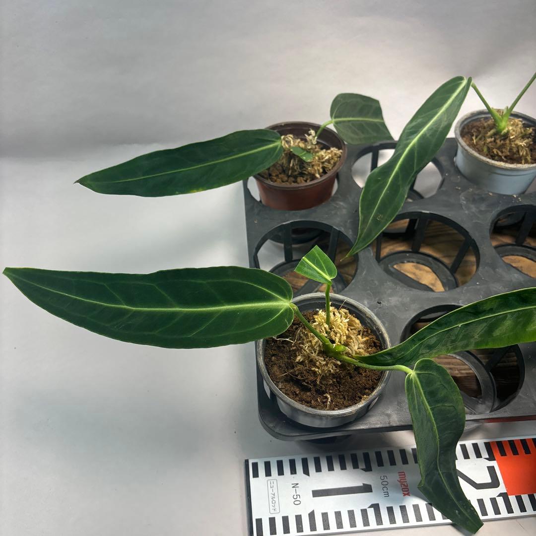 ま*あ様 5株セットms89アンスリウム・ワロクアナム