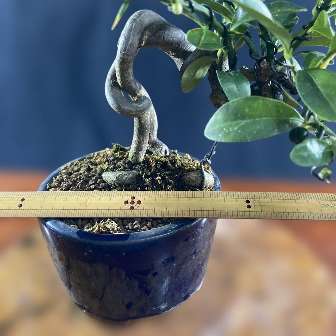 小品盆栽、金子(キンズ)根上り、懸崖、実付き 目立った傷汚れなし