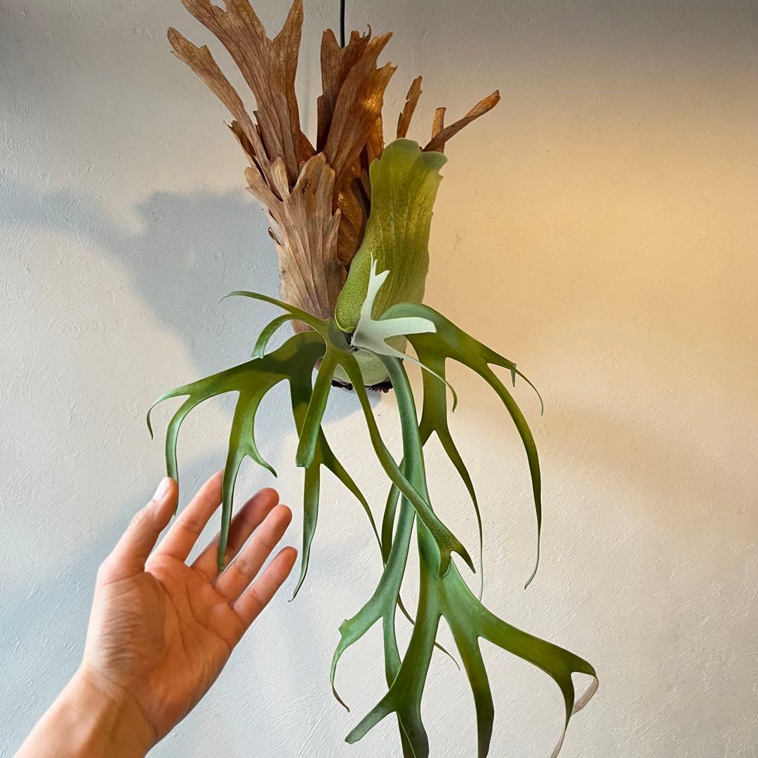 NST コンパクト 細葉 ウィリンキー ビカクシダ 子株 株分け 週末セール