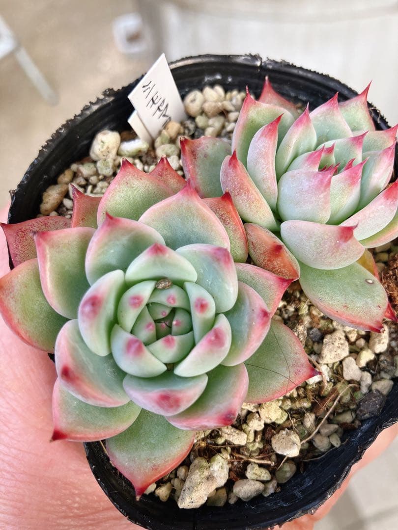 みかちゃん様おまとめです(*^^*)