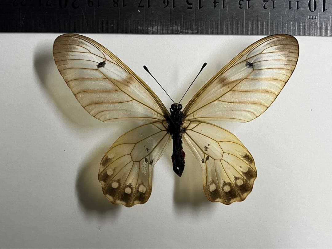 ウスバジャコウアゲハ ペア 蝶 標本 - メルカリ