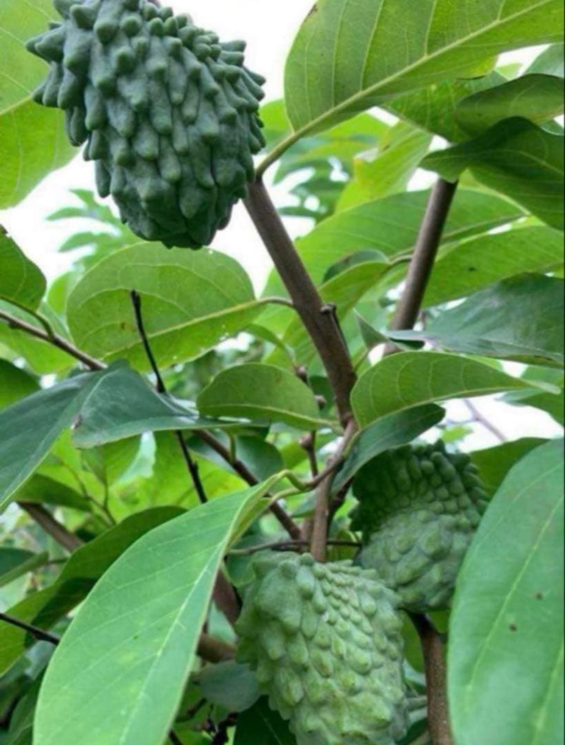 アテモヤ接木苗木 釋迦果 シャカトウ 森のアイスクリーム 鳳梨釋迦