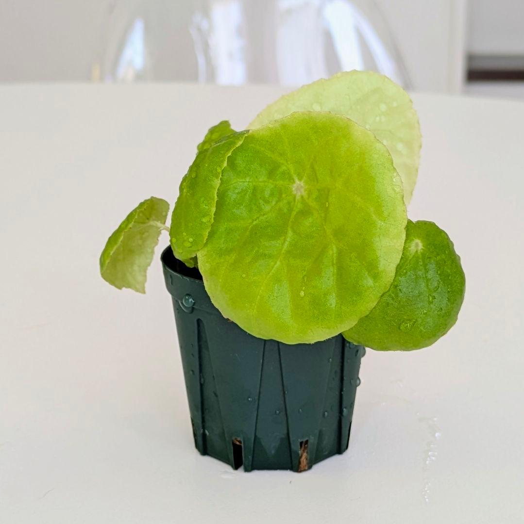 Begonia Phuthoensis ベゴニア フートエンシス② - メルカリ