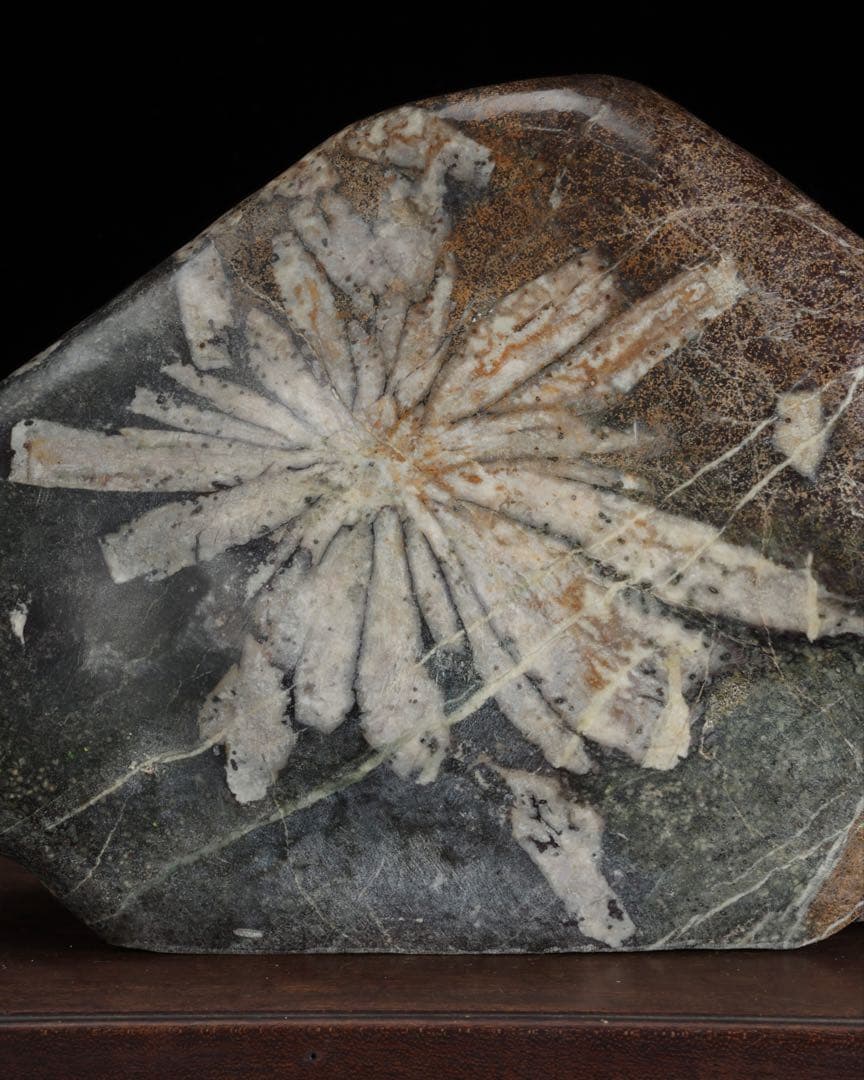 h*o様 菊花石 サバ菊 一輪 紋石 台座付 4.1kg 鑑賞石 自然石 原石