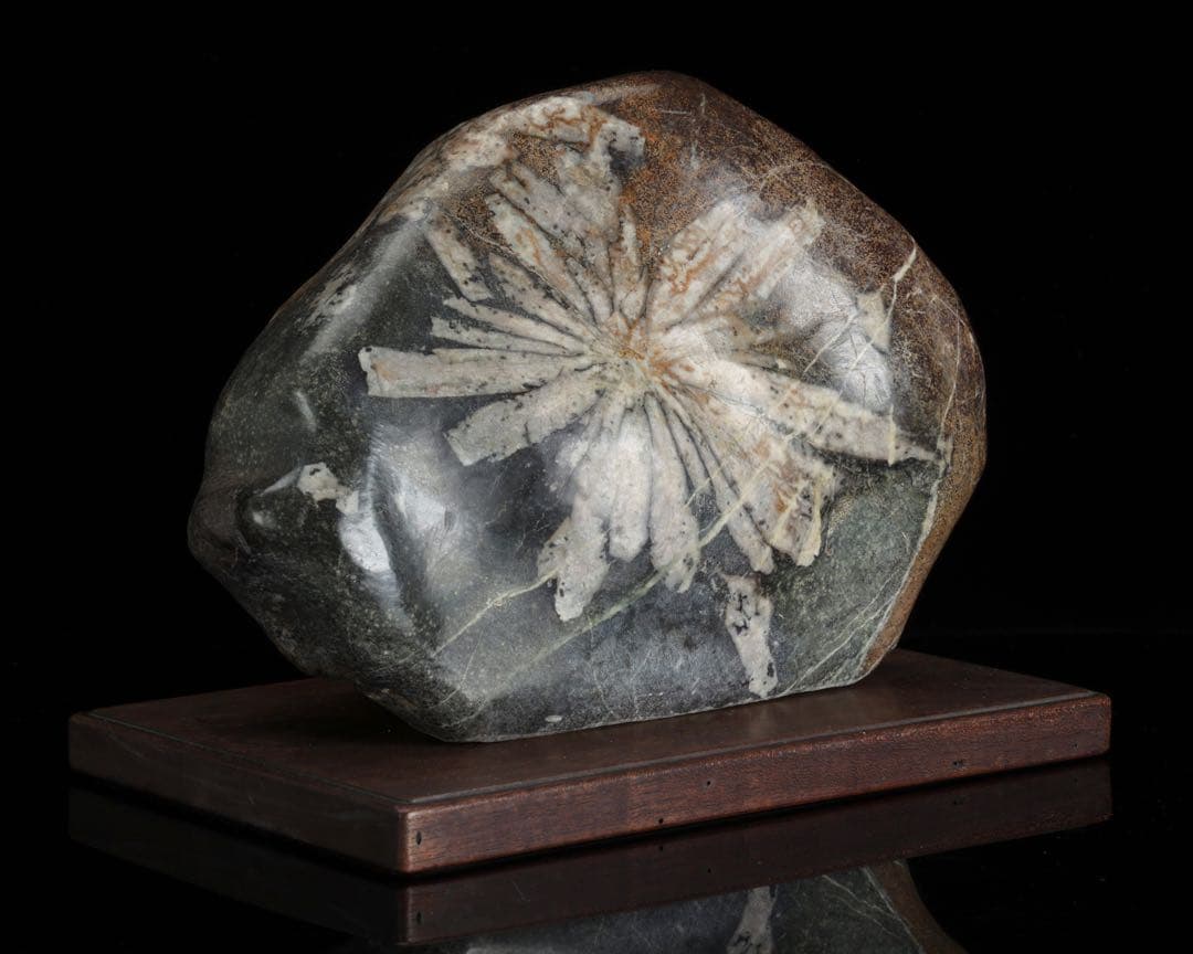 h*o様 菊花石 サバ菊 一輪 紋石 台座付 4.1kg 鑑賞石 自然石 原石