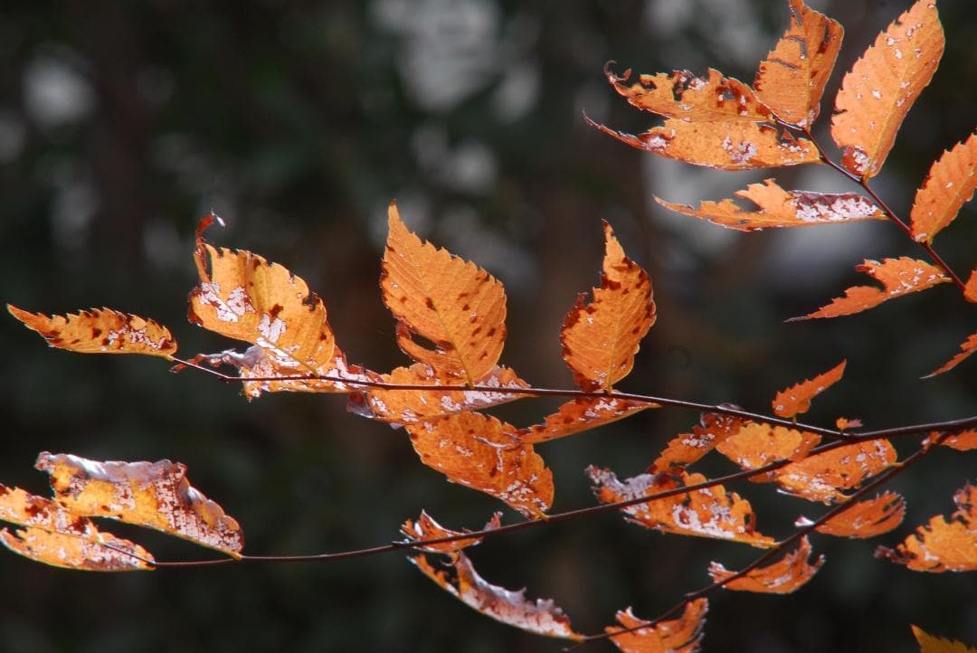 希少レンズ★NikonZoom-NIKOR AutoAi改f=50～３００mm