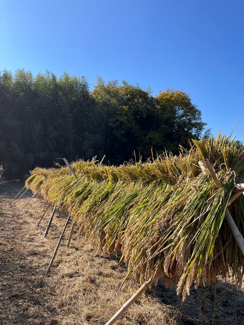 ハッピーヒル《うるち米》 種籾100g 陸稲 自然栽培 - メルカリ